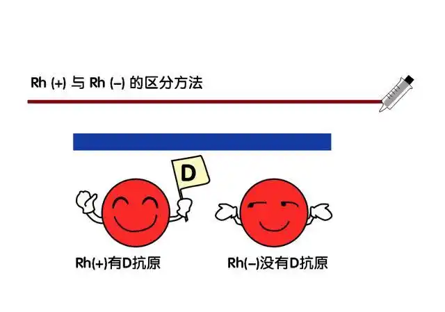 rh血型区分方法一米育儿绘制