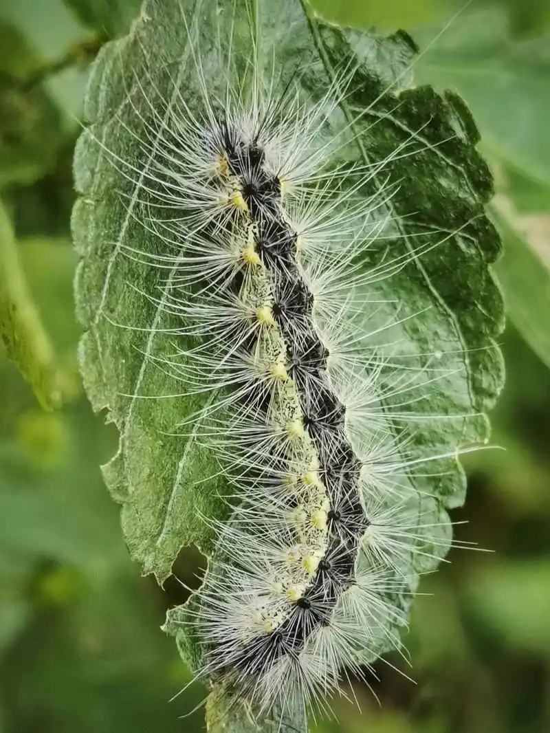 美国白蛾幼虫,鳞翅目            	 cargo and despair all american