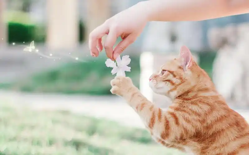 精选可爱萌猫咪壁纸_萌萌哒治愈系猫咪