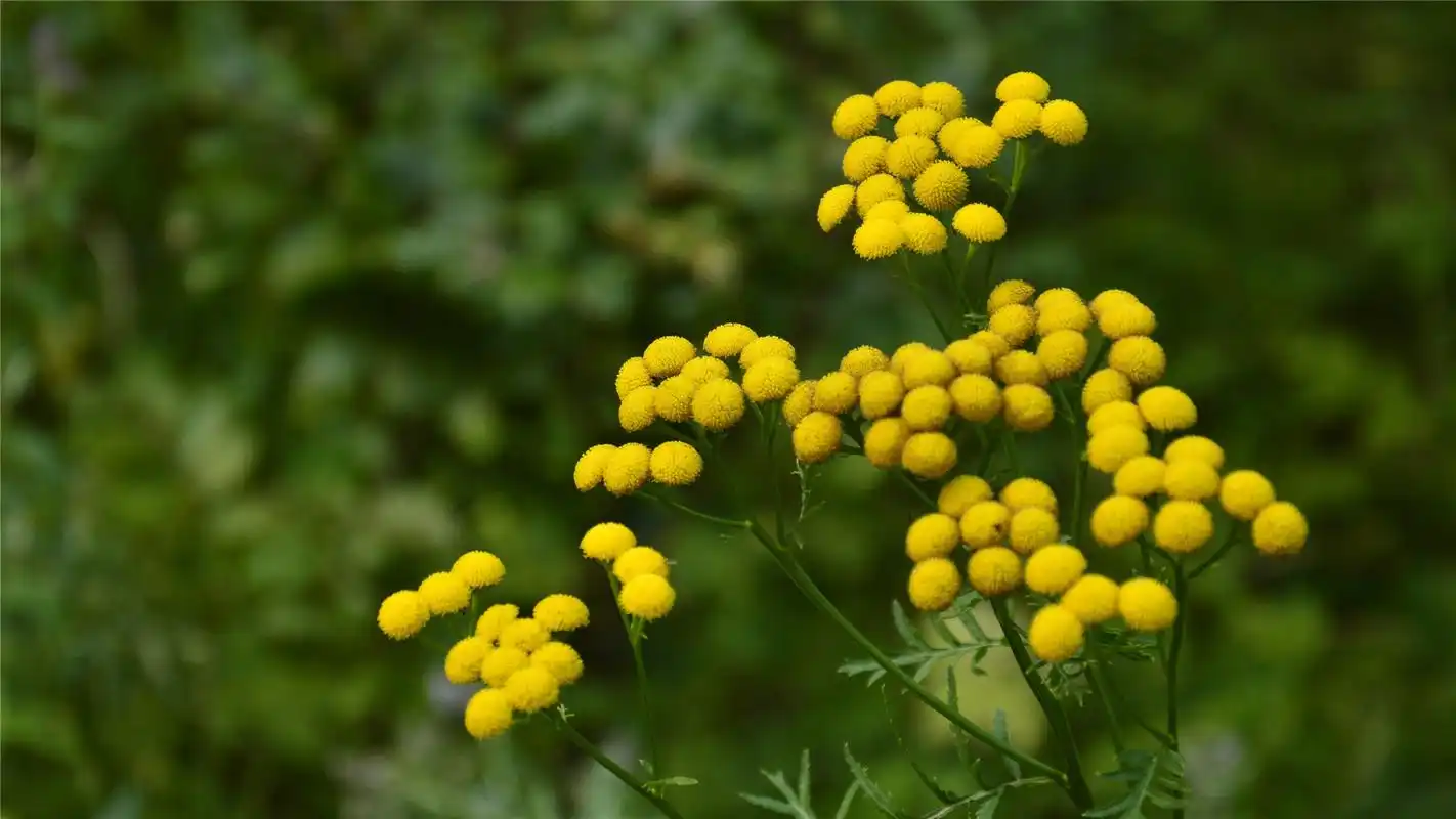 漂亮的含羞草花高清桌面壁纸
