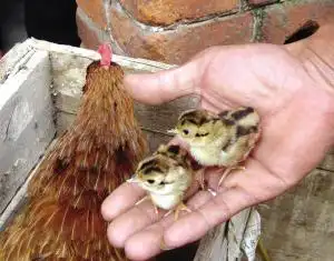 母鸡孵出小野鸡