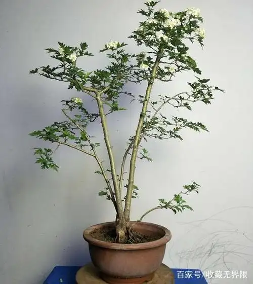多干大树式野山楂盆景,盆养多年的老树,一本五干,主次分明,协调舒适