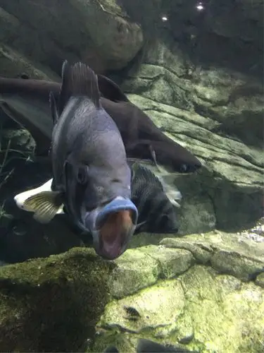 抓拍到的o型大嘴鱼