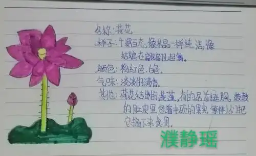 清苑二小三三班《我的植物朋友》记录卡