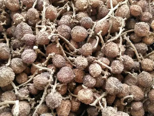 供应春砂仁正宗阳春砂仁