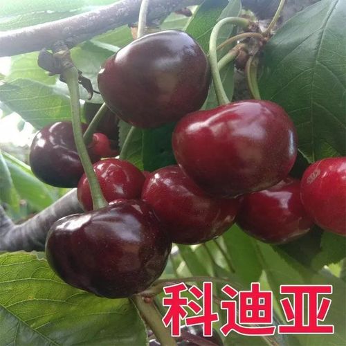 烟台大樱桃苗车厘子树苗南方北方种植盆栽矮化蜜露塔玛拉科迪亚