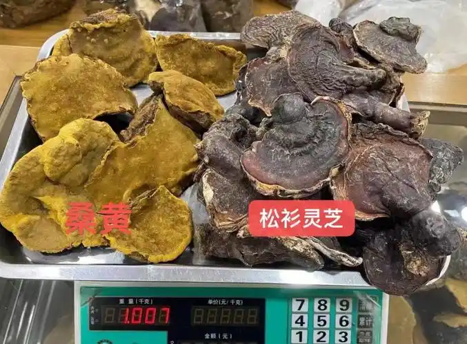 今天的桑黄77松杉灵芝