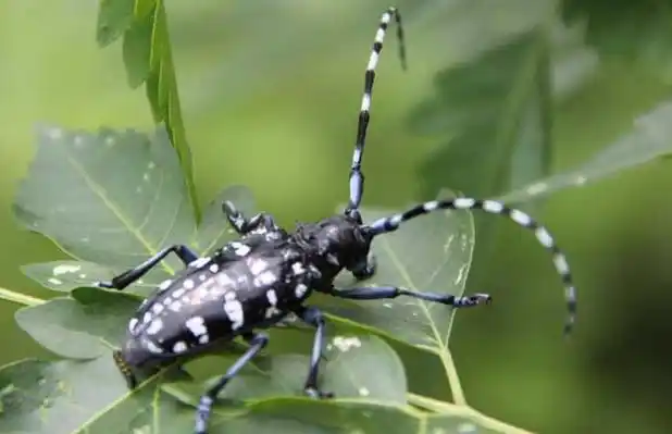 为鞘翅目天牛科昆虫的总称,咀嚼式口器,有很长的触角,常常超过身体的