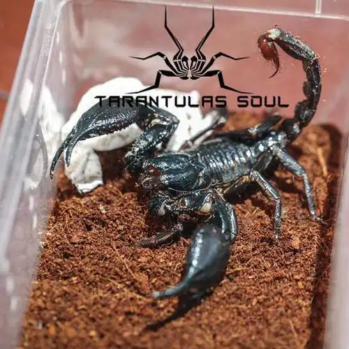 马来西亚雨林蝎简笔画