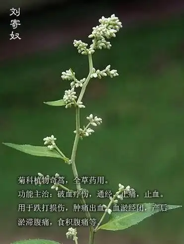 刘寄奴的功效与作用(刘寄奴的功效与作用及食用方法)