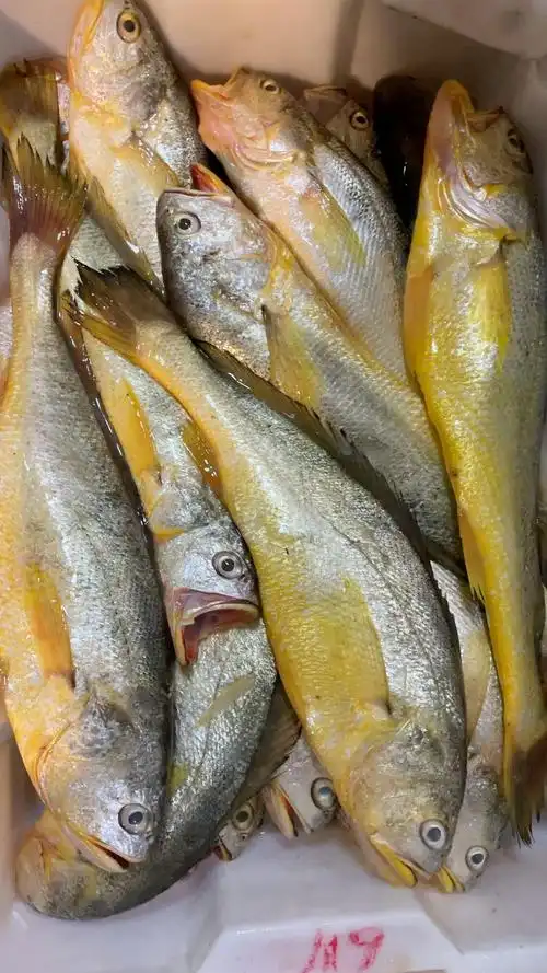 船上刚到的野生大黄鱼,活的一样!