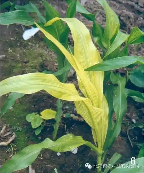 矫正技术:以施有机肥为宜.追施玉米玉米生长期出现缺铁症状时喷0.