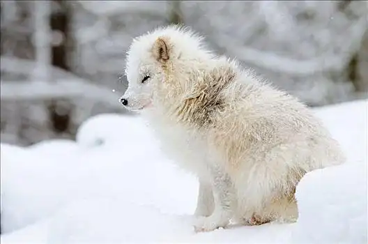 狐狸,北极狐,坐,雪地,巴伐利亚,德国,侧面