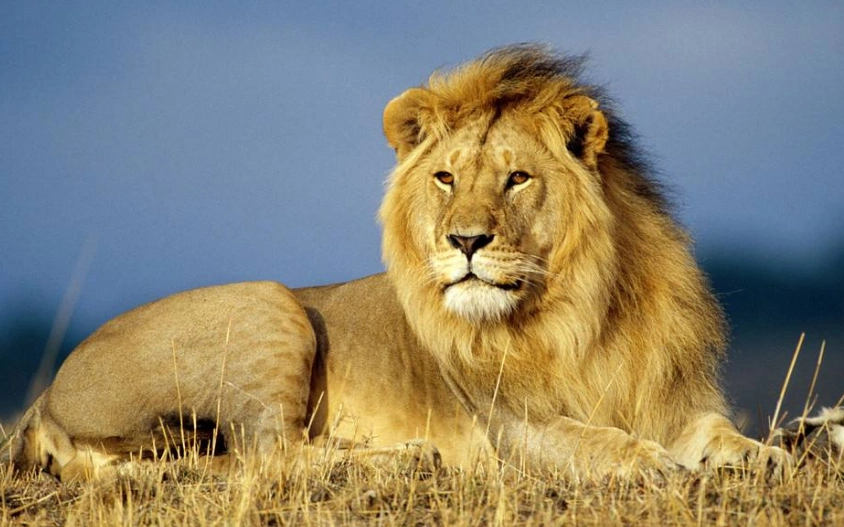威武霸气的森林之王狮子,连躺着都这么霸气