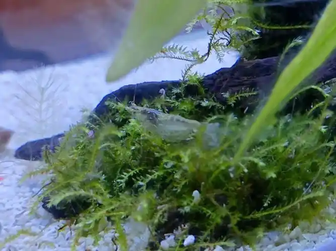 求助黑壳虾妈妈抱卵了怎么办