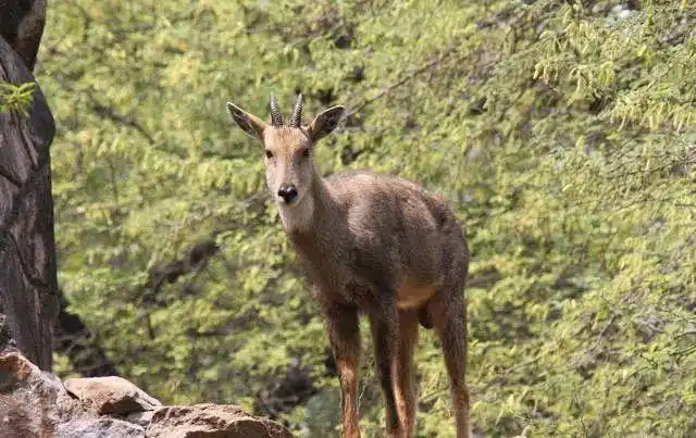 斑羚又叫青羊,山羊,野山羊,岩羊,青山羊等,是国家二级野生保护动物.