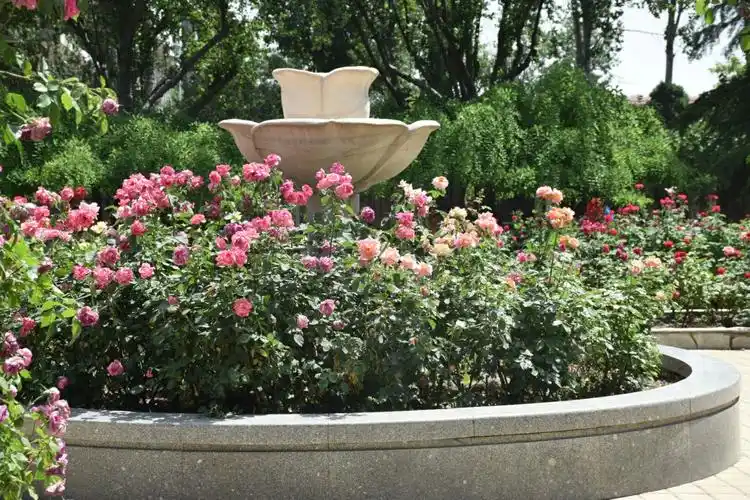 月秀园里的月季