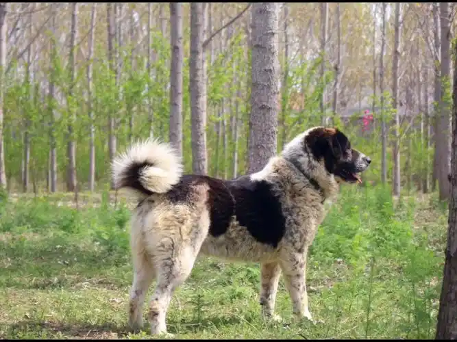 花豹-太行犬(北方大笨狗)_哔哩哔哩_bilibili