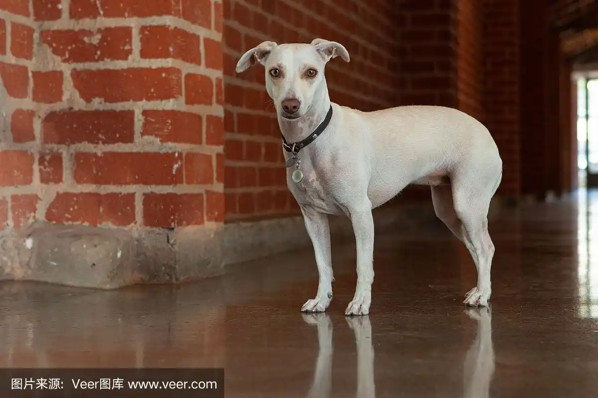惠比特白色短毛狗在砖走廊