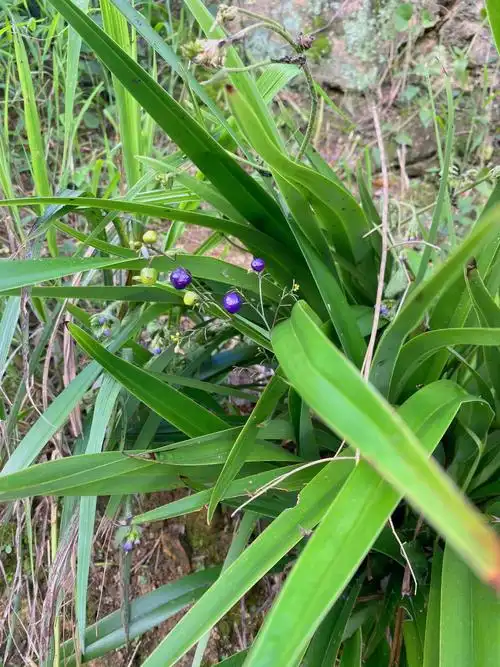 p data-id="tzqupwihgwzk">山菅兰( i>dianella ensifolia /i> (l.