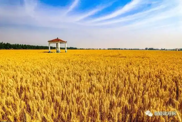 的农业大县,小麦是临颍县的主要粮食作物,这几年临颍县小麦连年大丰收