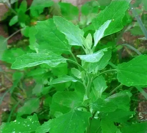 农村有一种野菜叫灰灰菜你吃过吗