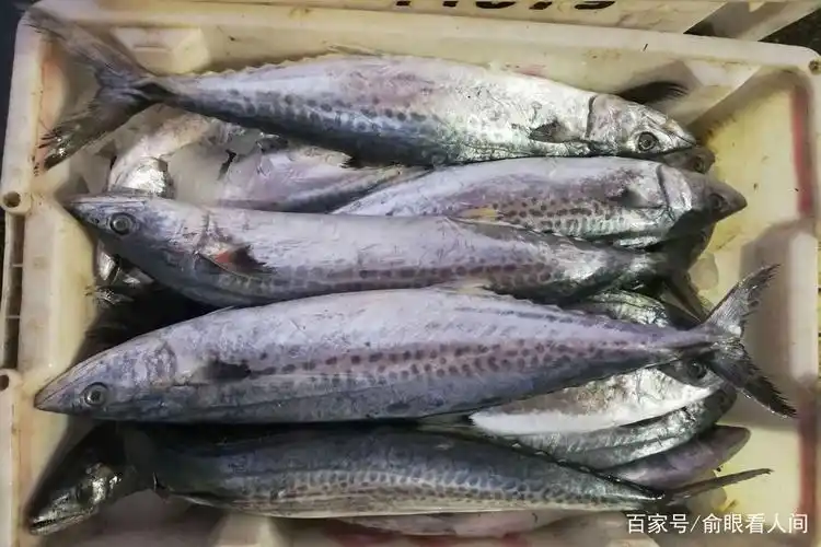 下雪天菜市场难见好海鲜 15元一斤鲅鱼算好的 冰冻海鲜开始出现