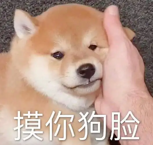 萌宠 猫星人 摸你狗脸 开心 搞怪 呆萌