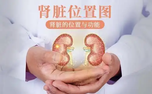 肾脏的位置与功能 肾脏位置图 肾在身体什么位置图片