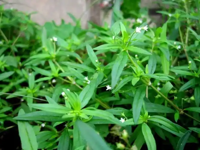 每日一味中药丨白花蛇舌草
