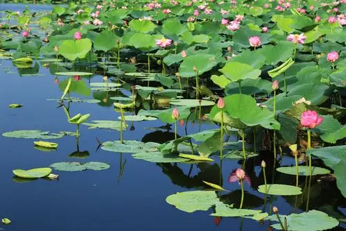 荷塘映日 - 美篇