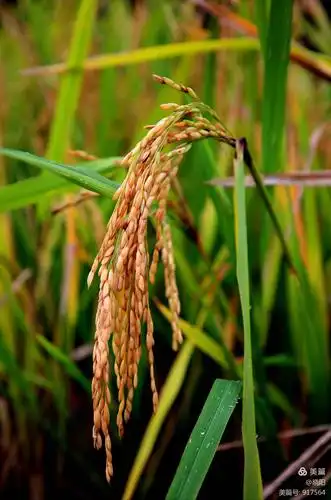 饱满的稻穗