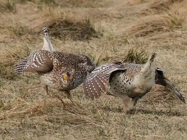 p>尖尾草原松鸡(学名: i>tympanuchus phasianellus /i>):体长41-47
