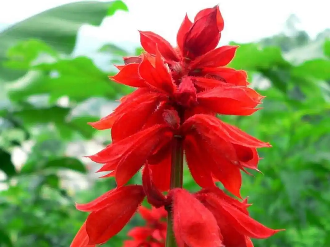 每日一花|长串红 长串红:一,二年生草本,也叫一串红,墙下红.