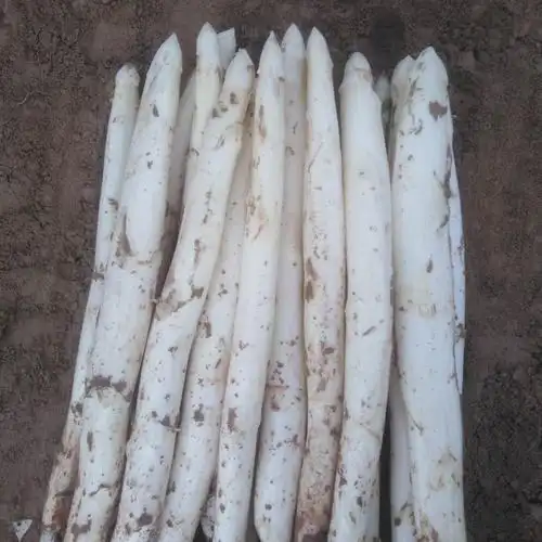芦笋白芦笋新鲜4斤现挖精品无公害有机绿色蔬菜芦笋
