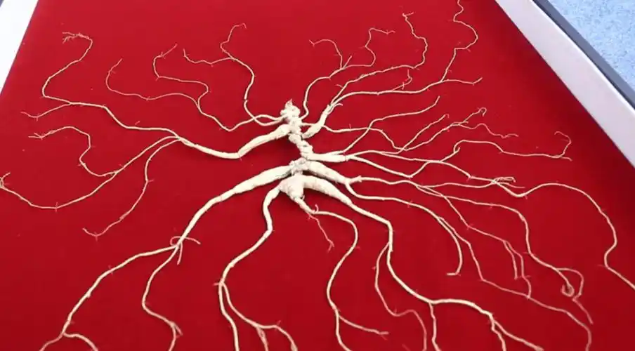 参王来啦第十七届参王大赛开赛啦