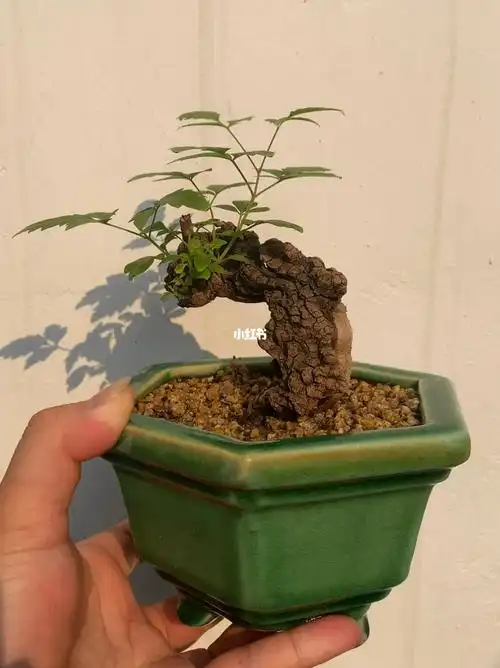 掌中宝  #精品黄荆  #掌中宝盆景  #茶空间