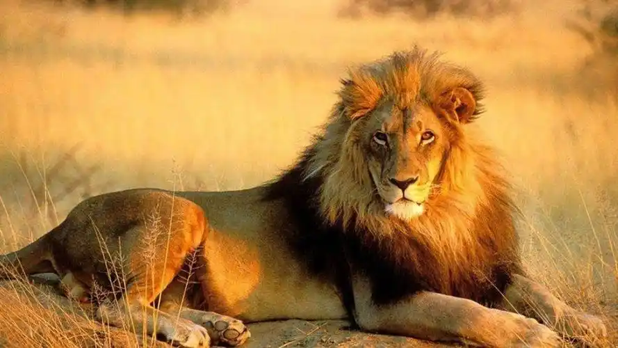 雄狮被毒蛇咬了一口毒性发作之后狮子全身抽搐镜头拍下全过程