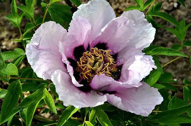 咱们临洮紫斑牡丹甲天下——牡丹花头系列(1)摄影:淑君