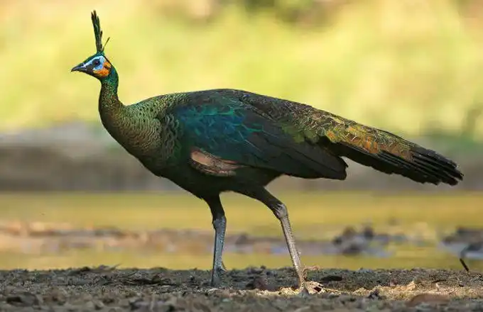 中国本土原生绿孔雀,脖子羽状如龙鳞,数量不足300只!