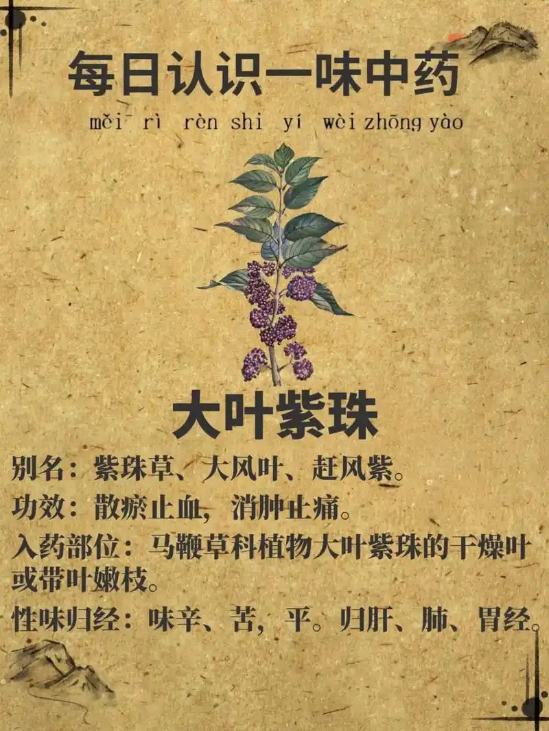 【大叶紫珠】每日认识一味中药.大叶紫珠 别名:紫珠草,大风叶 - 抖音