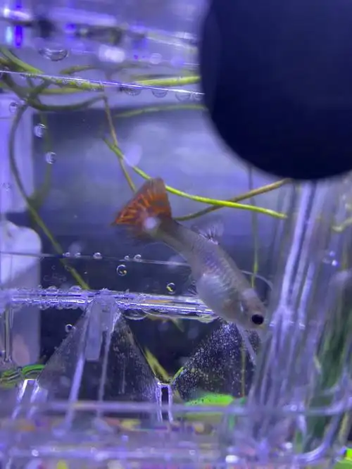 这只小鱼是怀孕了吗