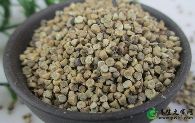 冬葵果的性味归经与作用功效禁忌