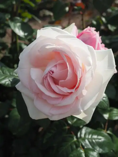 月季  #玫昂月季  #我的秘密花园  #园艺  #家庭园艺