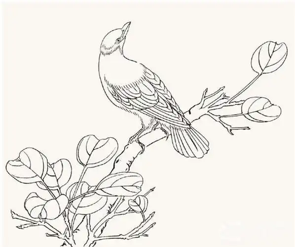 工笔黄鹂鸟入门绘画教程