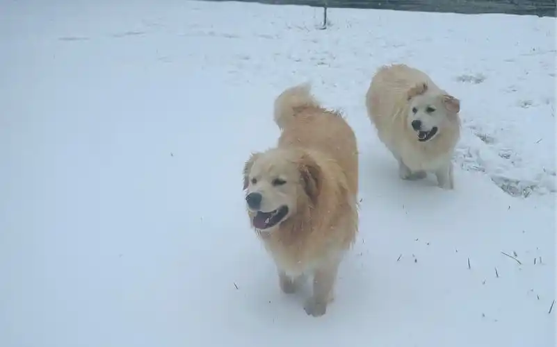 没见过雪的狗子们【金萨】