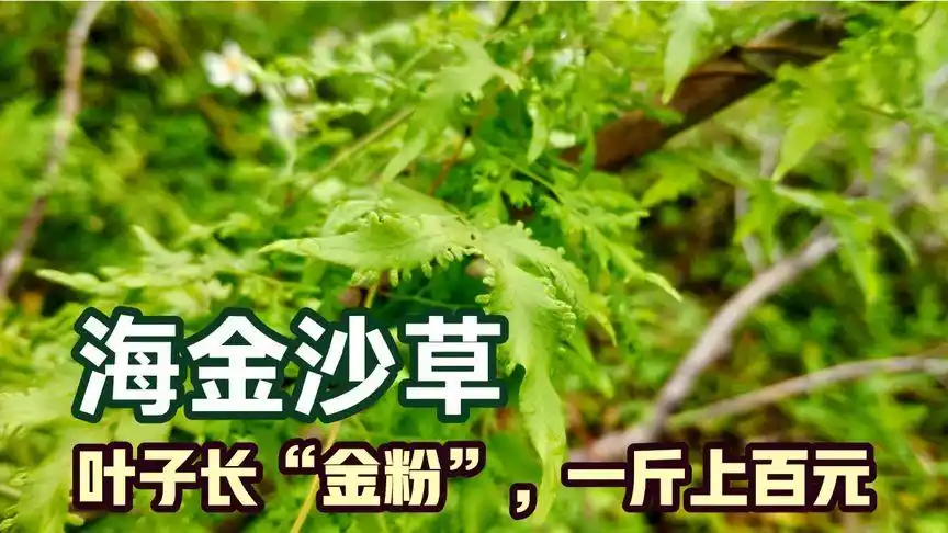 湛江农村有铁线藤,又名海金沙,叶子长"金粉",一斤上百元