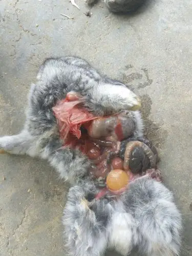 兔子然死亡
