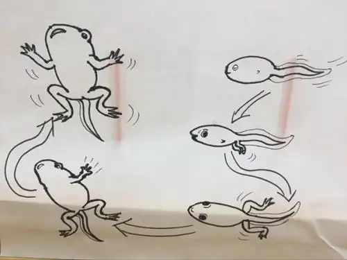 小蝌蚪成长记_描写小蝌蚪的作文400字