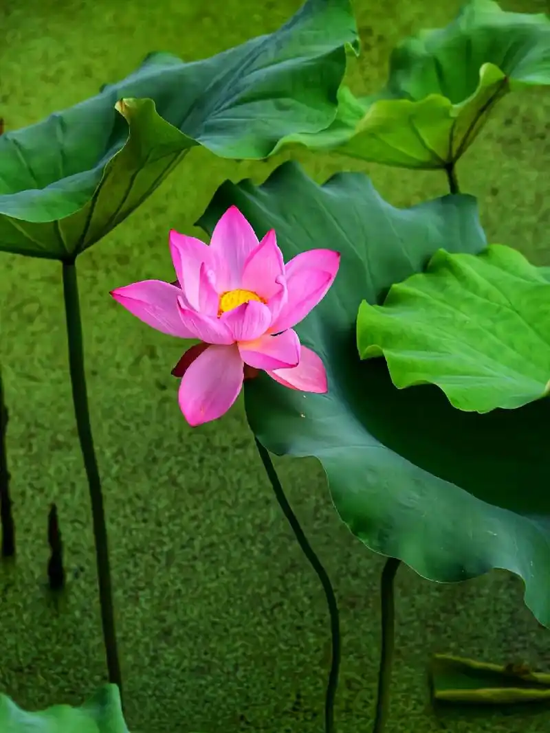 荷花全身都是宝,荷花荷叶可观赏,藕和 - 抖音